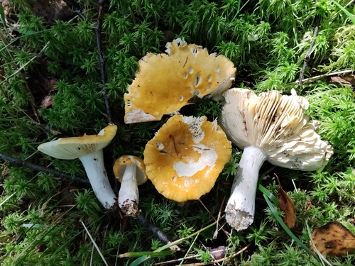 Yellow Swamp Brittlegill