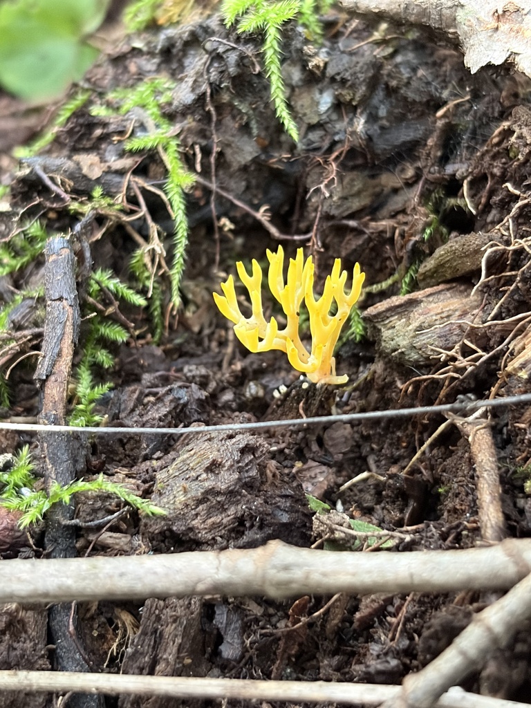 orange coral · August 2026 · photo: Photo: (c) Julie Travaglini, some rights reserved (CC BY) · iNaturalist