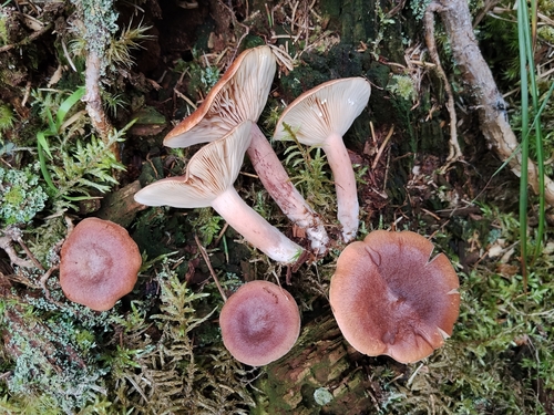 Rufous Milkcap