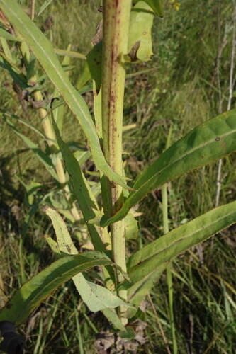 Sonchus palustris, photograph 5