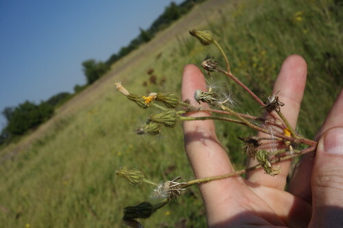 Sonchus palustris, photograph 6