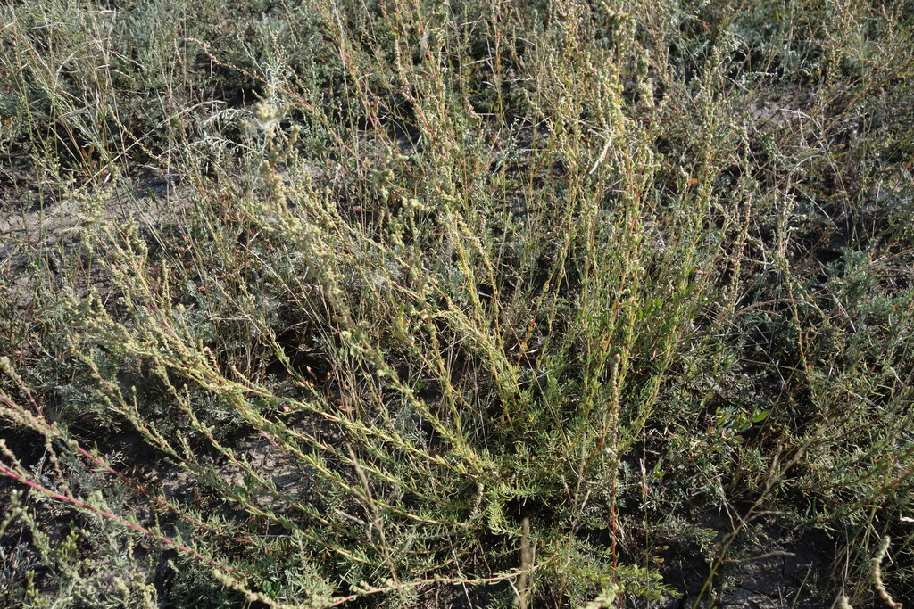 Bassia prostrata; photograph (c) Aleksei Baushev, some rights reserved (CC BY)
