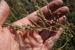 Bassia prostrata, photograph (c) Aleksei Baushev, some rights reserved (CC BY)