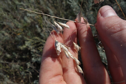 Bromus squarrosus, photograph 1
