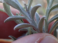 Achyranthemum argenteum