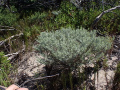 Achyranthemum argenteum