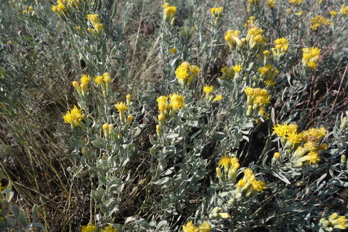 Galatella villosa, photograph 5