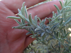 Achyranthemum argenteum