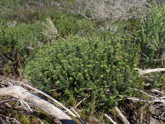 Indigofera sulcata