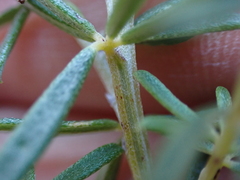Indigofera sulcata