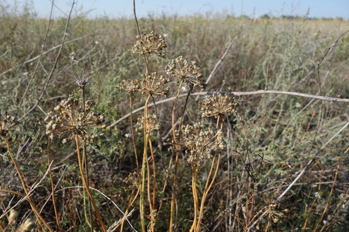 Allium flavescens, photograph 3