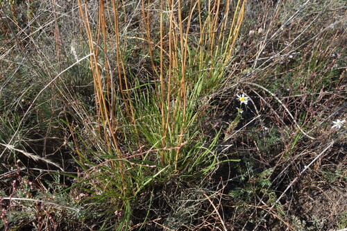 Allium flavescens, photograph 5
