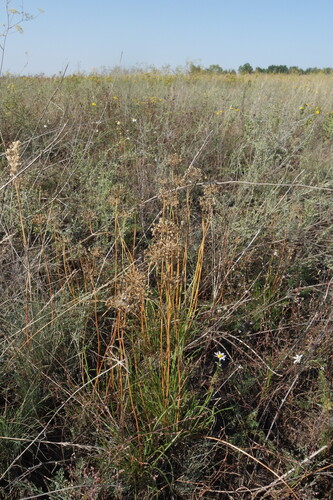 Allium flavescens, photograph 6