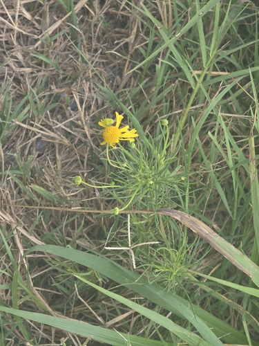 Bitterweed