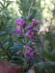Indigofera sulcata