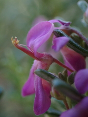 Indigofera sulcata