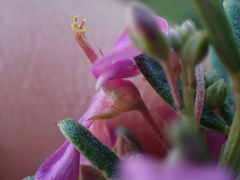 Indigofera sulcata