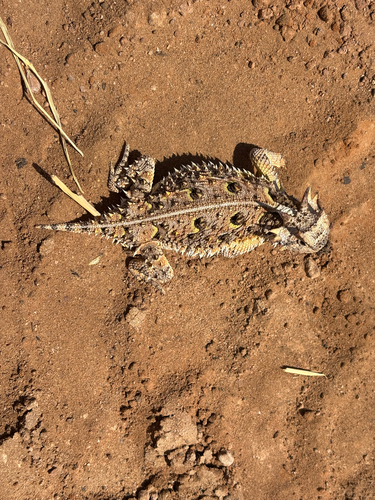 Texas Horned Lizard