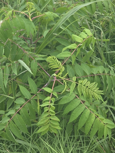 smooth sumac