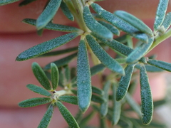 Indigofera sulcata