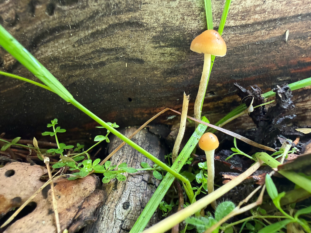 Psilocybe sp. 'PNW02' · August 2026 · photo: Photo: (c) Michael Tidwell, some rights reserved (CC BY) · iNaturalist