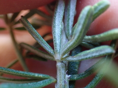 Indigofera sulcata
