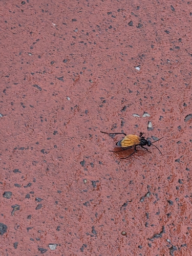 Thisbe's Tarantula-hawk Wasp (Pepsis thisbe)