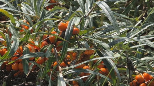 Sea-buckthorn