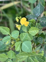 Rhynchosia minima minima