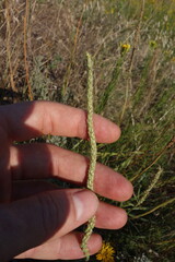 Plantago salsa, photograph (c) Aleksei Baushev, some rights reserved (CC BY)
