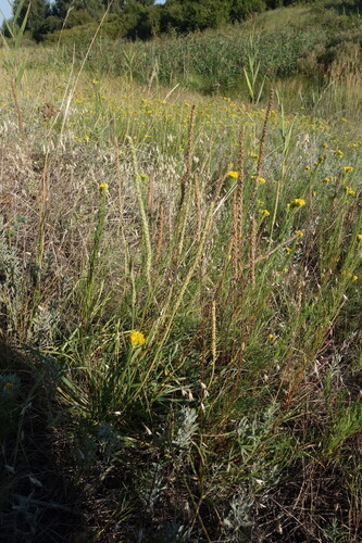 Plantago salsa, photograph 5