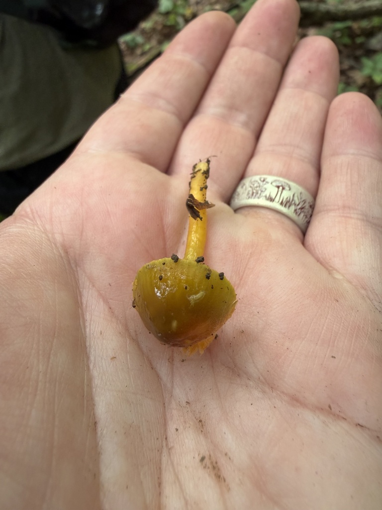 Parrot Mushroom · August 2026 · photo: Photo: (c) Julie Travaglini, some rights reserved (CC BY) · iNaturalist