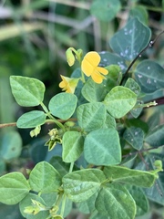 Rhynchosia minima minima