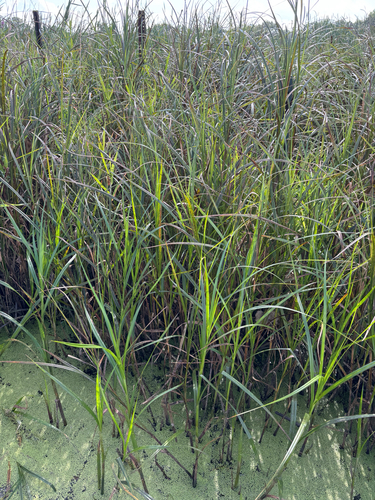 iNaturalist observation photo of river bulrush