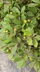 Jacquinia armillaris