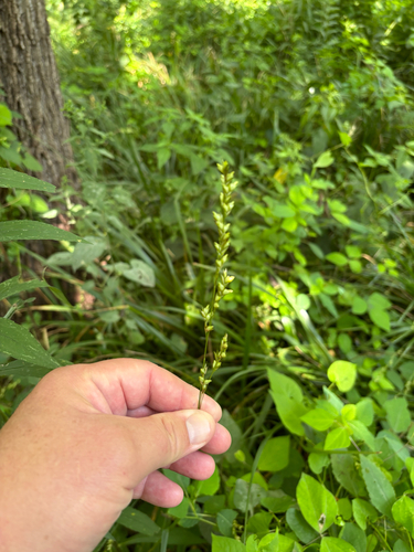 iNaturalist observation photo of Beak Grass
