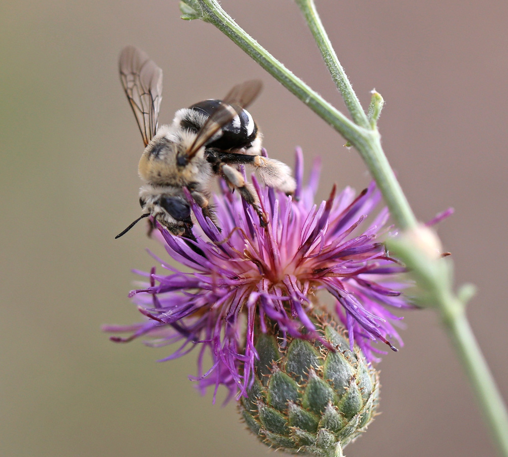 Anthophora segnis