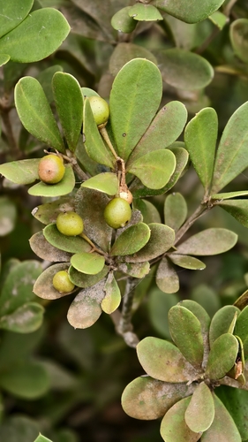 Jacquinia armillaris, photograph 2