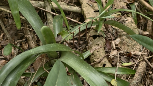 Billbergia amoena
