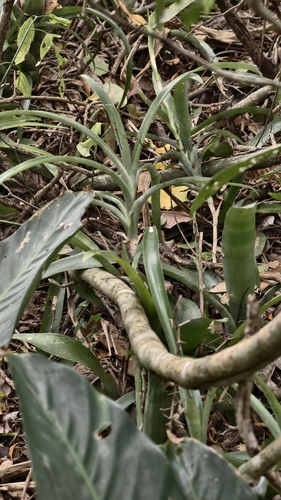 Billbergia amoena, photograph 1