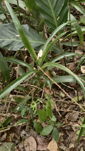Billbergia amoena, photograph 2