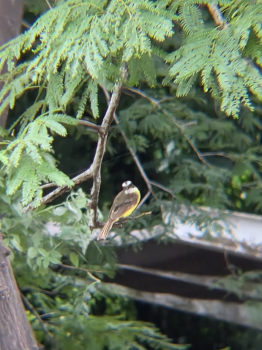 Social Flycatcher (Myiozetetes similis)