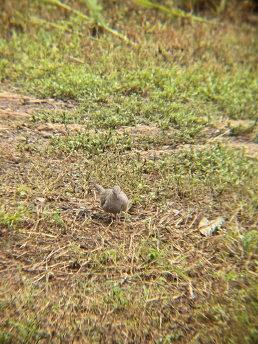 Inca Dove (Columbina inca)