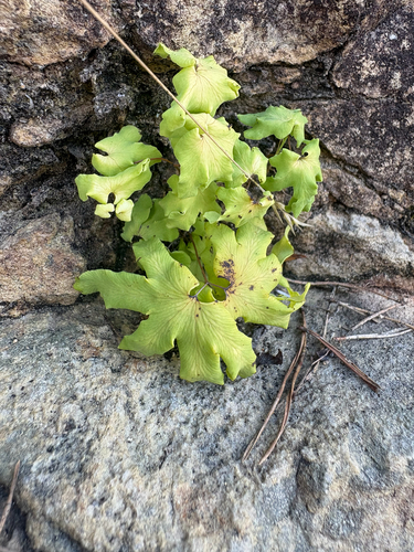Lygodium palmatum, photograph 5