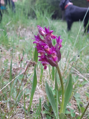 Bazgin kaćun (Dactylorhiza sambucina)