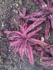 Cryptanthus bivittatus