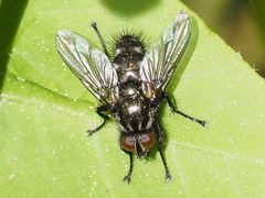 Rhinomorinia sarcophagina