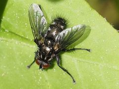 Rhinomorinia sarcophagina