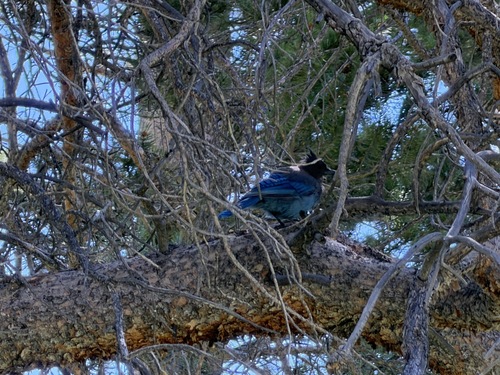 iNaturalist observation photo of Steller's Jay
