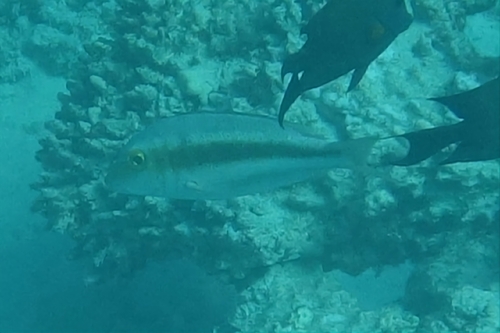 Lethrinus borbonicus observed 2026-05-27